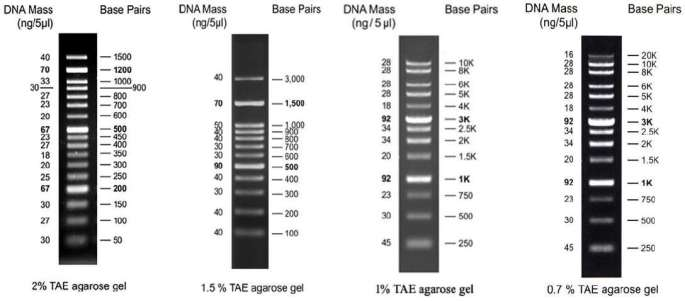 High Gel Agarose Gel pic